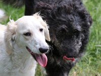 Puppys van Bliss040622-0071